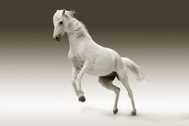 Ancient horse transportation